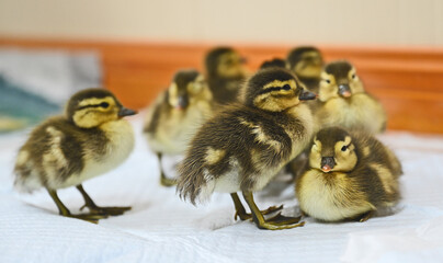 Baby Mandarin Ducklings in Training Program