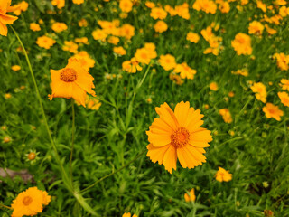 Yellow Daisies in Full Bloom Summer Meadow Field