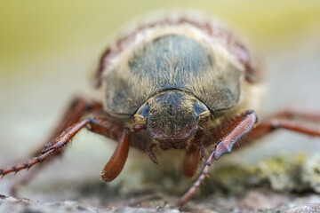 Closeup on a Maybeetle or Maybug, Melolontha melolontha sitting on wood