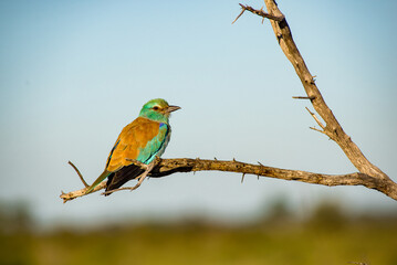 lilac breasted roller on a branch