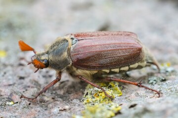 Closeup on a Maybeetle or Maybug, Melolontha melolontha sitting on wood