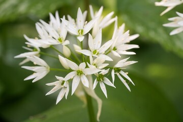 Closeup on a white flowering Allium ursinum, known as wild garlic, ramsons, buckrams, broad-leaved garlic, wood garlic, bear leek or bear's garlic.