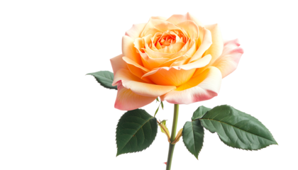 優雅に咲くバラの華やかさを引き立てるクローズアップ｜背景なし・透過PNG・コピースペース