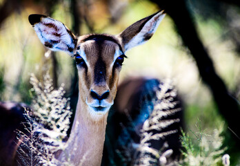 impala portrait in the kruger © paolo