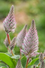 Closeup on the pink fluffy flowers of the Australian pink mulla mulla, Ptilotus exaltatus