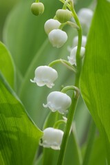 Closeup on the white flowers of the lily-of-the-valley, Convallaria majalis