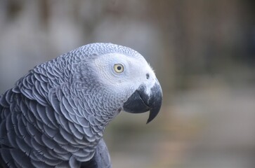 Close-up detailed portrait of an African Grey Parrot, showing its textured grey feathers, curved black beak, and bright yellow eye. High-resolution wildlife image suitable for nature, pet, and bird-re