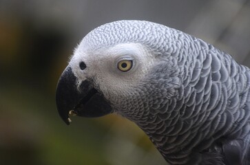 Close-up detailed portrait of an African Grey Parrot, showing its textured grey feathers, curved black beak, and bright yellow eye. High-resolution wildlife image suitable for nature, pet, and bird-re