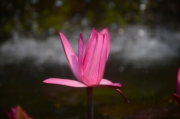 Close-Up of a Vibrant Pink Water Lily Blooming Above a Calm Pond with Soft Sparkling Bokeh and Natural Low-Light Ambience