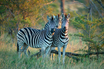 three zebras at sunset