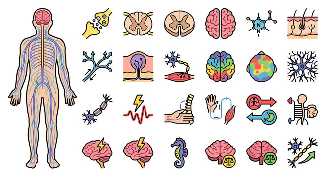 Illustration depicting the human nervous system, featuring the brain, spinal cord, neurons, and related anatomical structures.