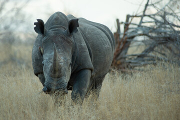 rhino walking in the savannah © paolo