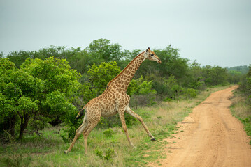 Obraz premium running giraffe