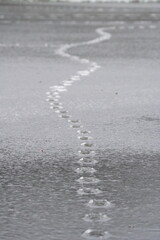 Bird footprints on frozen lake ice forming a winding trail