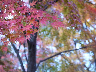 曇りの日、紅葉したモミジの葉