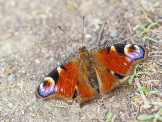 Peacock butterfly on the ground among the grass
