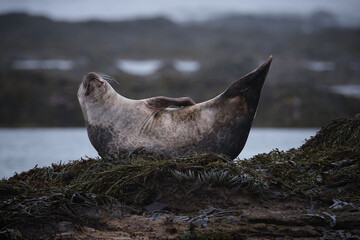 Seal on Iceland