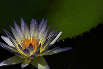 白色と青色の睡蓮の花　White and blue water lily flowers