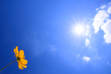 空を仰ぐポピー　Poppies looking up at the sky