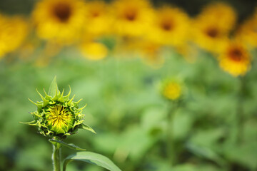 開花の遅れたヒマワリ　Late-blooming sunflowers