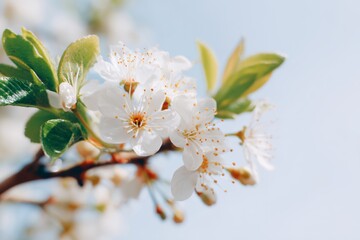 Obraz premium White flower with a green stem