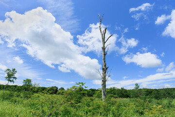 夏の日の孤独な白樺　Lonely birch tree on a summer day