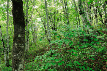 ブナ林の中の若い木　Young trees in a beech forest