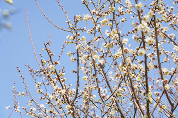 Spring Blossoms in Full Bloom Against Blue Sky