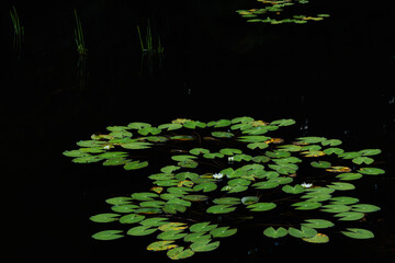 睡蓮が咲く静かな沼　A quiet pond where water lilies bloom