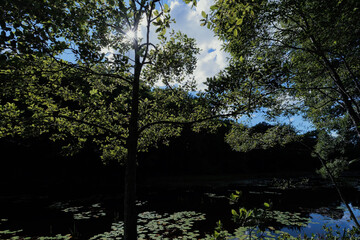 沼と夏の日差し　Swamp and summer sunshine