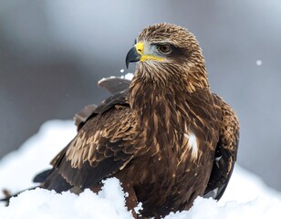 Eagle sits perched in snow, feathers fluffed, winter setting, sharp focus, intense gaze