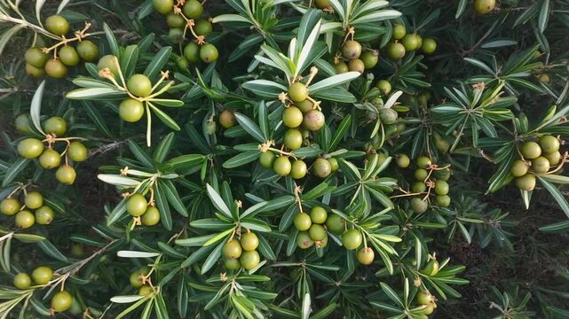 Aerial dolly-in caperberry plants with unique berries
