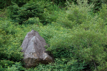 緑に埋もれる巨石　A huge rock buried in greenery