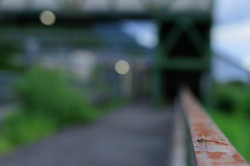 駅の錆びた手すりに止まるトンボ　A dragonfly resting on a rusty railing at a station