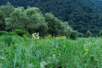 深緑の山裾に咲く花　Flowers blooming at the foot of a deep green mountain