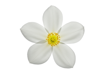 A transparent tropical flower with six velvety petals and a vibrant yellow pistil, isolated against a transparent studio background with copy space. Concept of perfection nature and microcosm