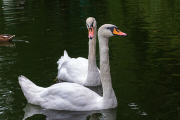 Two Graceful white Swans swimming in the lake, swans in the wild