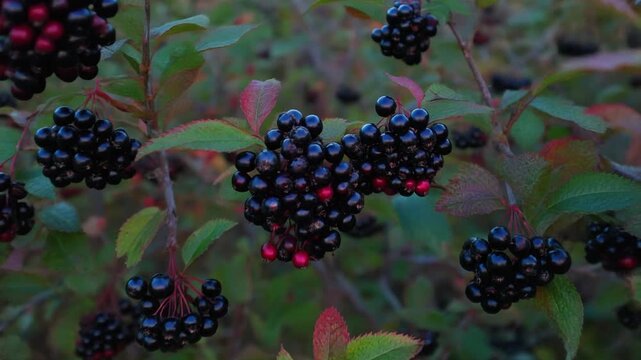 Aerial drone dolly-in chokeberry thickets twilight