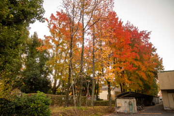 日本の岡山県岡山市の晩秋のとても美しい風景