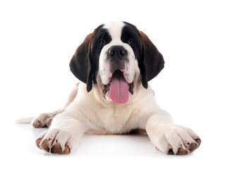 puppy saint bernard in studio