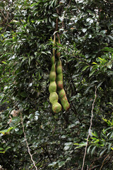 世界最大の豆「モダマ」