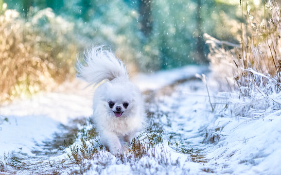 chihuahua in snow - Powered by Adobe