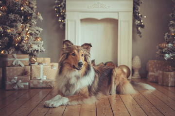Portrait sch&ouml;ner rought Collie sable liegt vor einem Kamin und gold wei&szlig;en Weihnachtsbaum mit Bokeh Var. 6