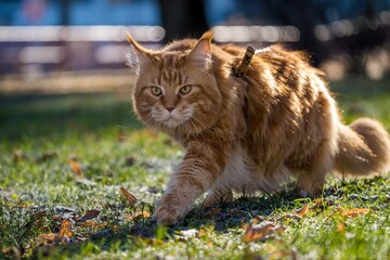 Maine Coon cat outside in the sun