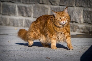 Maine Coon cat outside in the sun