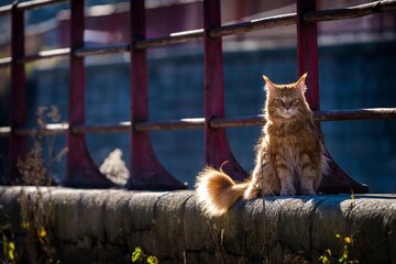 Maine Coon cat outside in the sun