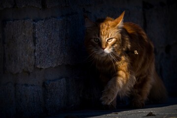 Maine Coon cat outside in the sun
