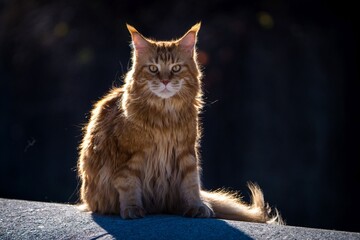 Maine Coon cat outside in the sun