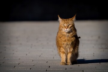 Maine Coon cat outside in the sun