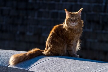 Maine Coon cat outside in the sun